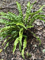Asplenium scolopendrium scolopendrium