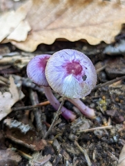 Inocybe lilacina