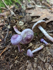 Inocybe lilacina