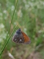 Coenonympha glycerion