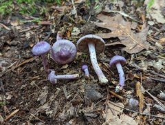 Inocybe lilacina