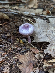 Inocybe lilacina