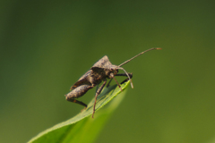 Acanthocoris scaber