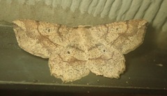 Euchlaena deplanaria