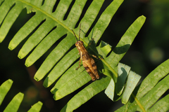 Xenocatantops humilis