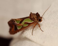 Cosmodes elegans