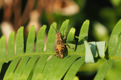 Xenocatantops humilis