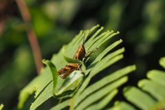 Xenocatantops humilis