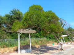 Acacia confusa