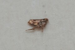 Siphonaptera