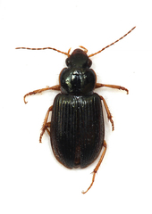 Selenophorus