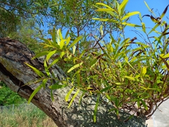 Acacia confusa