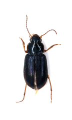Selenophorus