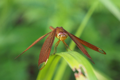 Neurothemis fulvia