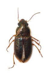 Selenophorus palliatus