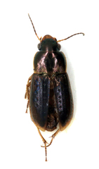 Selenophorus palliatus