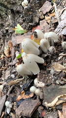 Coprinopsis atramentaria