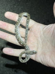 Pantherophis emoryi