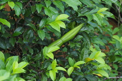 Strophanthus divaricatus