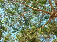 Acacia confusa