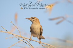 Cercotrichas galactotes