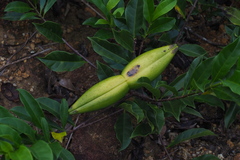 Strophanthus divaricatus