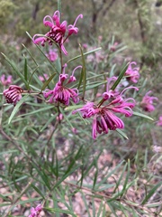 Grevillea sericea