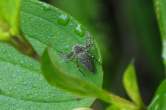 Hamadruas hieroglyphica