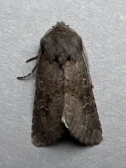 Aporophyla lutulenta