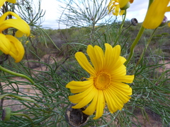 Euryops speciosissimus