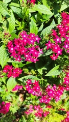 Pentas lanceolata
