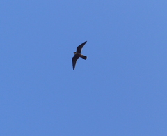Falco longipennis