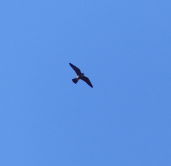Falco longipennis