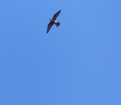 Falco longipennis