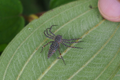 Hamadruas hieroglyphica