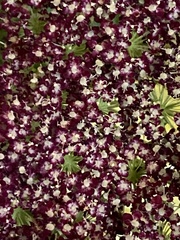 Asclepias cordifolia