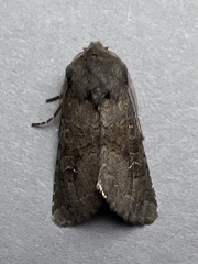 Aporophyla lutulenta