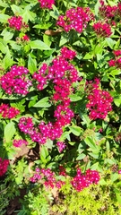 Pentas lanceolata