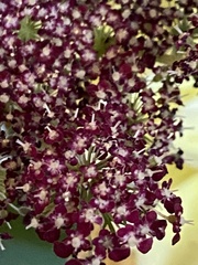 Asclepias cordifolia