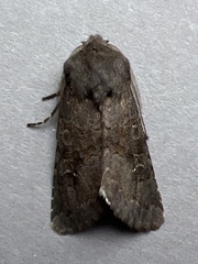Aporophyla lutulenta