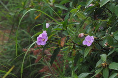 Melastoma sanguineum