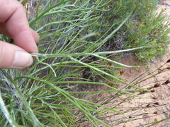 Euryops speciosissimus