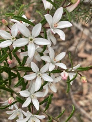 Philotheca hispidula