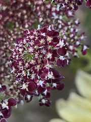 Asclepias cordifolia