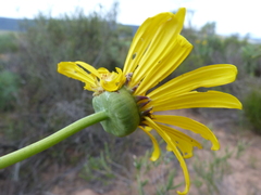 Euryops speciosissimus