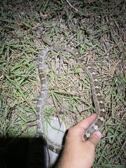 Pantherophis emoryi