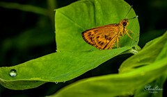 Oriens goloides