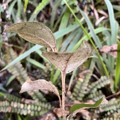 Olearia arborescens