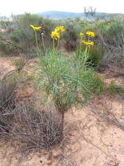 Euryops speciosissimus
