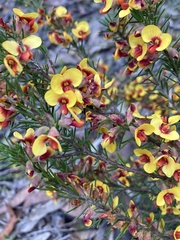 Dillwynia sericea